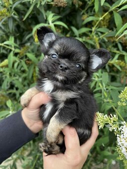 Šteniatko čivava s PP - 7