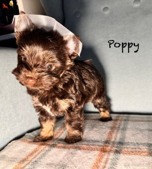 York,Yorkshirsky terier s PP ,jorkšír,jork - 7