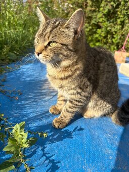 Darujem dve mačičky - 7