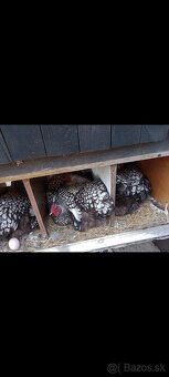 Nasadove vajíčka - 7