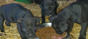 Bandog x - 7