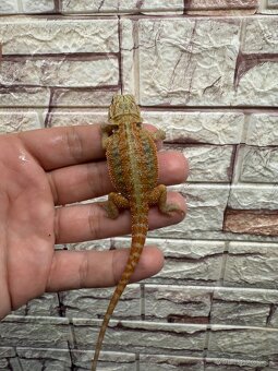 Agama Bradatá - 7