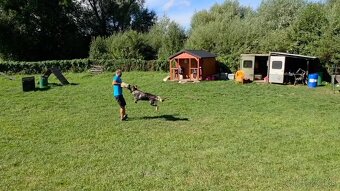 Predám sučku NO s PP - 7