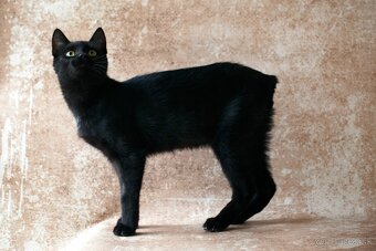 ❤ Sirius - spoločenský, zvedavý a všudezdejší - 7