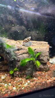 Akvárium s vybavením - 7