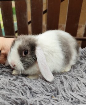 Zakrsly barancek satén samička s VP - 7