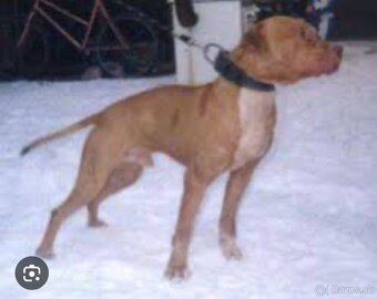 American Pitbull - 7