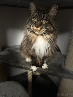 Mainska myvalia mačka main coon - 7