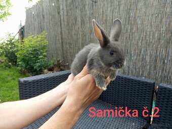 Predám zakrslé zajačiky - 7