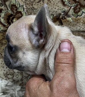 Francuzsky buldoček - 7