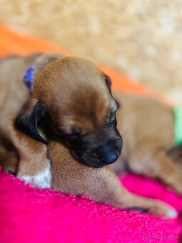 Rhodesian Ridgeback s preukazom pôvodu - 7