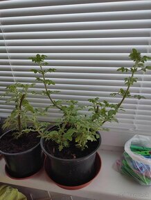 Predám Migrénovník - 7