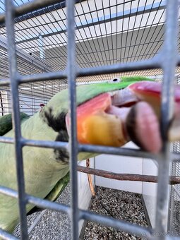 Alexander veľký - pár - 7