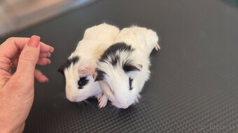 Dve samičky hladkosrsté morča hladaju domov - 7