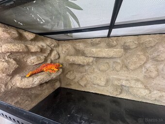 Terarium so skrinkou - 7