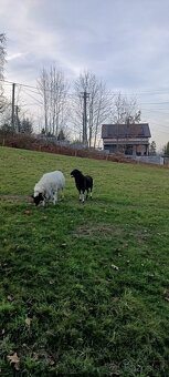 Prodám ovce kamerunské dorper - 7