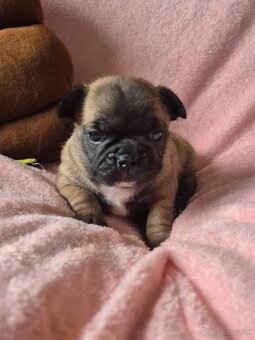 Francúzsky buldoček s PP - 7