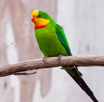 Austrália odcervenie S76 - 7