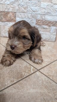 Yorkshire terrier - 7