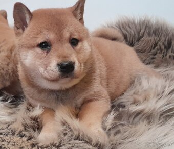 Shiba inu - 7