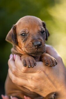 Rhodesian ridgeback steniatka s PP - 7