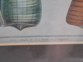 Predám starý obraz Farebná litografia Škeble a lastury 24 € - 7