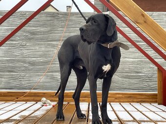 Nemecká doga čierna - KRYTIE - 7