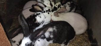Predám 3 mesačne  králiky - 7