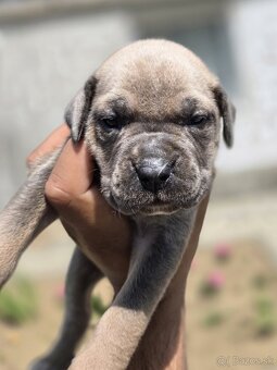 Cane corso šteniatka - 7