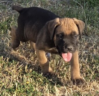 Cane corso šteniatka - 7