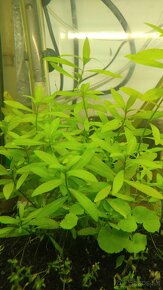 Akvarijné rastlinky - 7