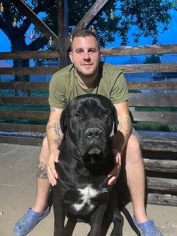 Predám/eladó Cane corso - 7