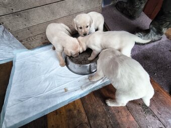 Labradorsky retriver - 7