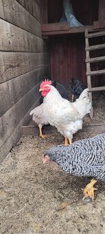 Predám kohútiky liahnute 07/2025 - 7