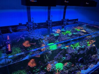 Morské akvárium Blau Set Gran Cubic Super Reef 122 - 7