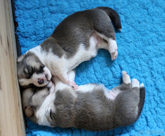 Wels Corgi Cardigen - 7