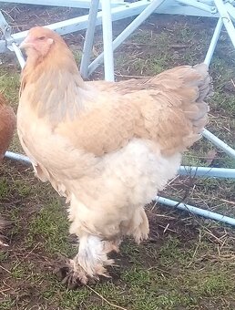 Brahmanky jarabičie NV - 7