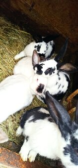 Predám králiky 3,5 mesačne - 7