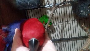 Papagáj žako super krotký - 7