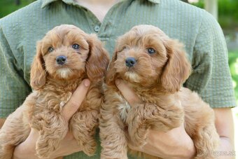 Cavapoo - 7