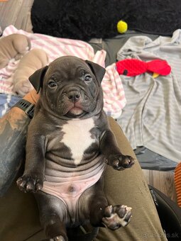 American Bully pocket - 7