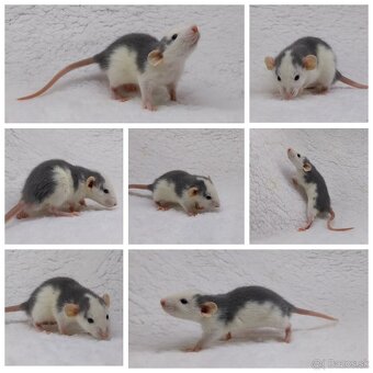 Potkan Potkany Potkaniky - 7