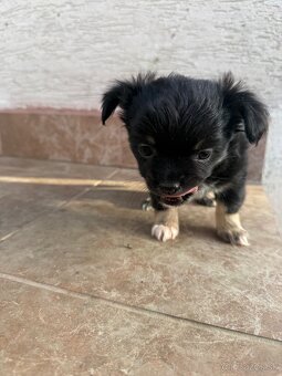 Mini čivava šteniatka - 7