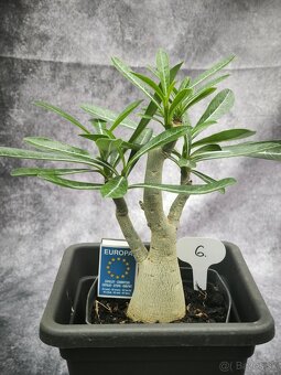 Púštna ruža - Adenium obesum bonsaj - 7
