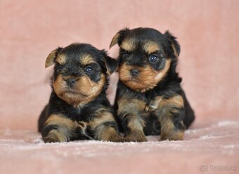 YORKSHIRE TERRIER s PP rodokmenom - yorkshirsky terier - 7