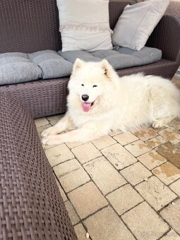 Samoyed - 7