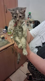 Darujem mačky a kocurikov - 7