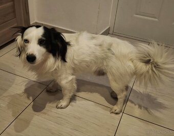 Šteniatko Border Kólia - 7