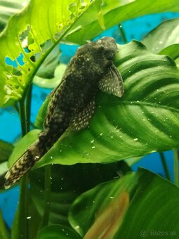 Vymenim alebo darujem - 7