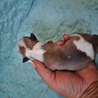 Bullterrier štěňátka s PP - 7